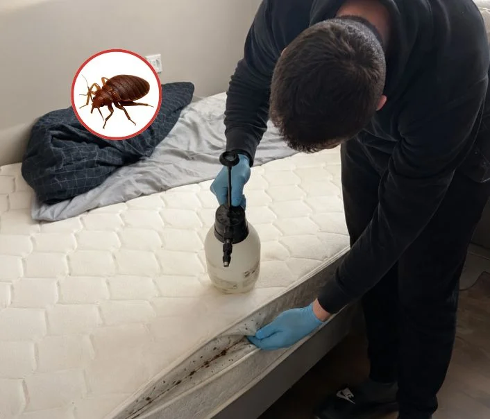 Technicien traitant un matelas contre les punaises de lit à Houdan